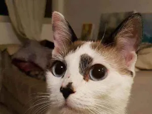 Gato raça Srd idade 1 ano nome Hope