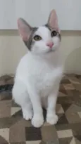Kaia
