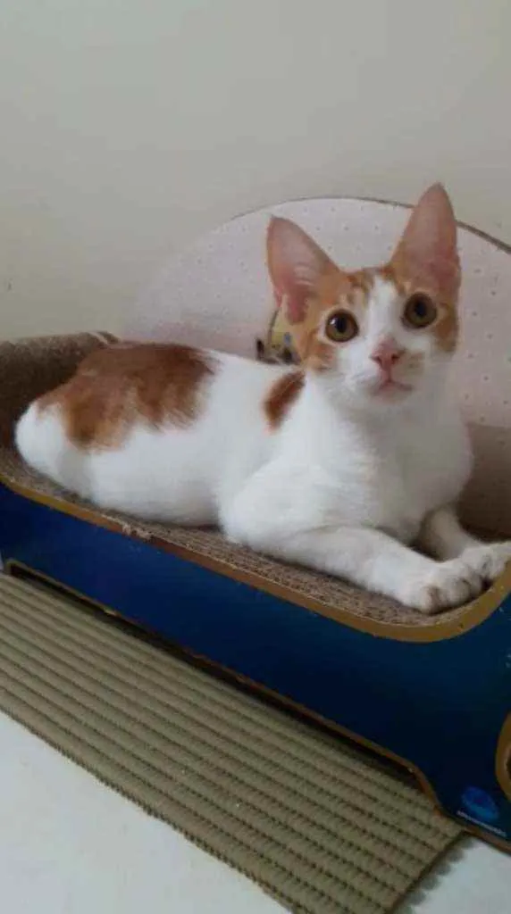 Brady castrado 6 mes