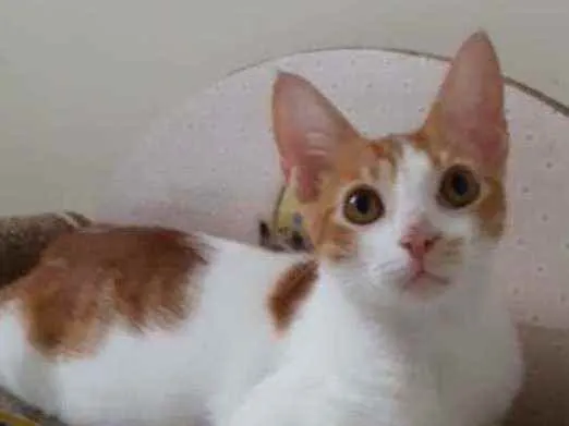 Gato raça Srd idade 2 a 6 meses nome Brady castrado 6 mes