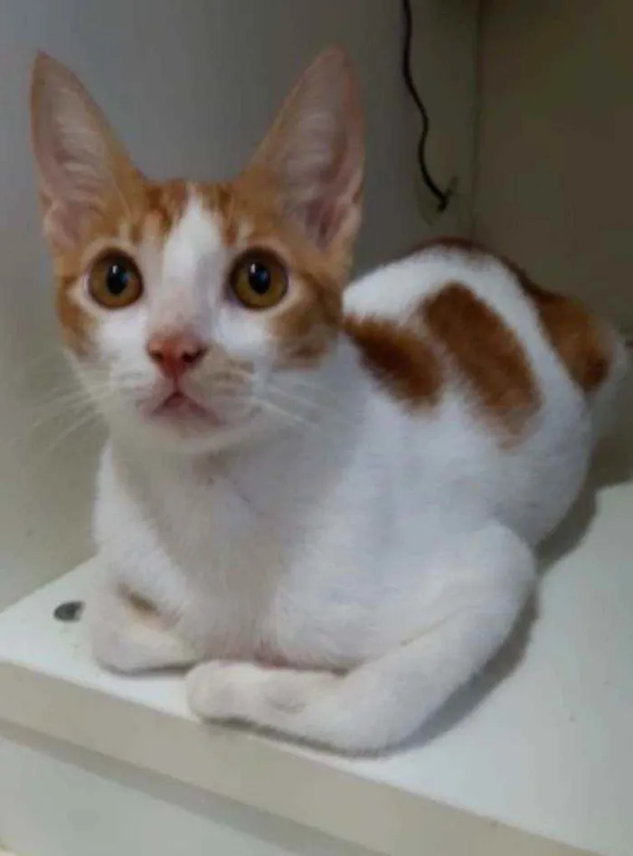 Gato raça Srd idade 2 a 6 meses nome Brady castrado 6 mes