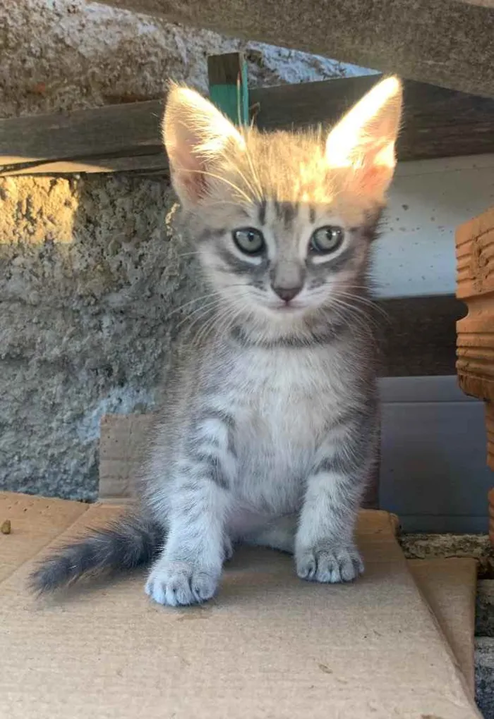 Gato ra a Sem raça  idade  nome Gatinhos 