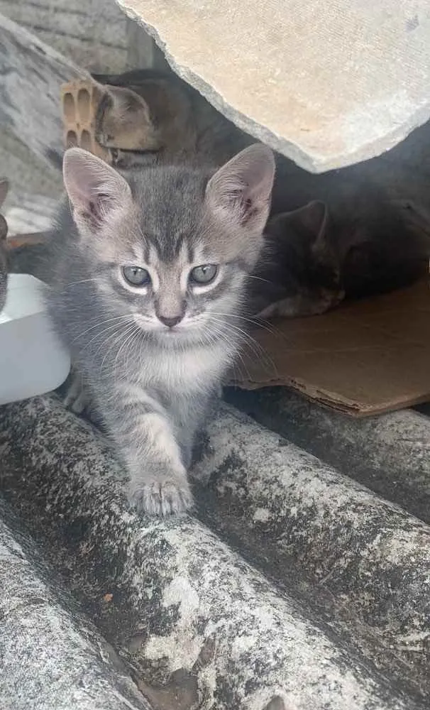 Gato ra a Sem raça  idade  nome Gatinhos 