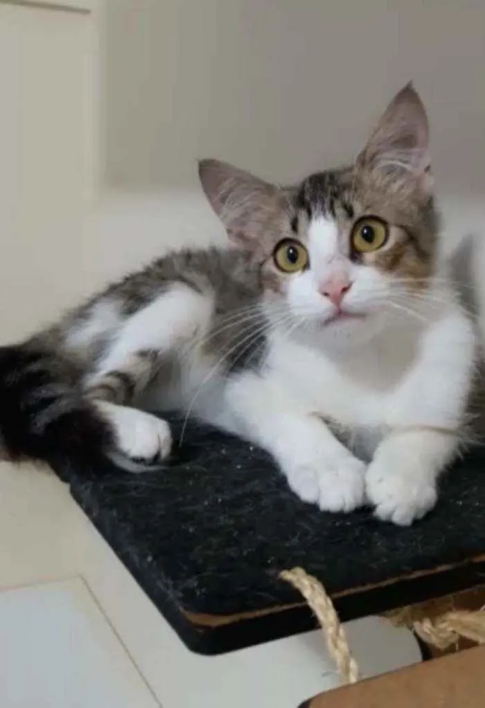 Gato ra a Srd idade 2 a 6 meses nome Frida