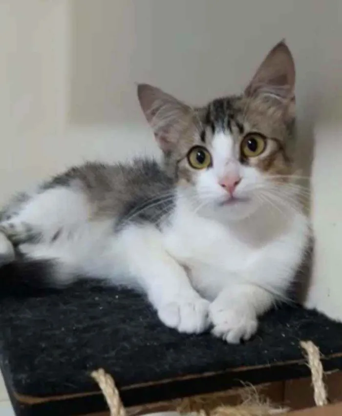 Gato ra a Srd idade 2 a 6 meses nome Frida