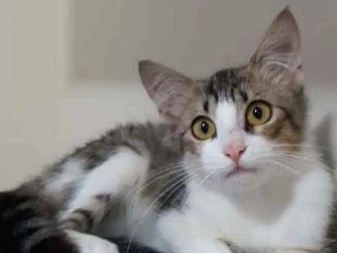 Gato ra a Srd idade 2 a 6 meses nome Frida