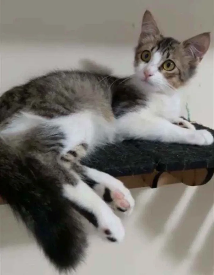 Gato ra a Srd idade 2 a 6 meses nome Frida
