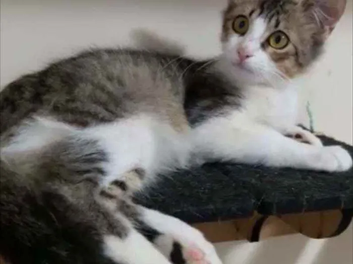 Gato ra a Srd idade 2 a 6 meses nome Frida