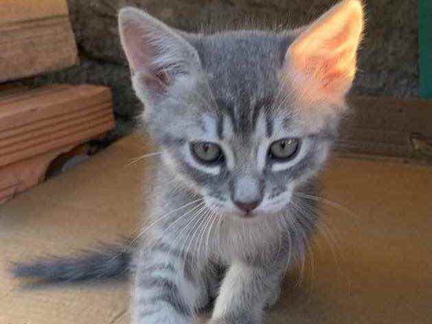 Gato raça Sem raça  idade  nome Gatinhos 