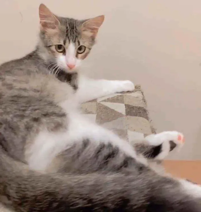 Gato ra a Srd idade 2 a 6 meses nome Frida