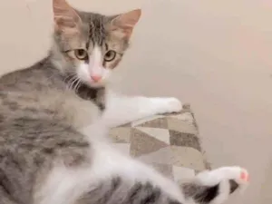 Gato raça Srd idade 2 a 6 meses nome Frida