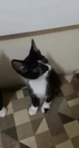 Kiko