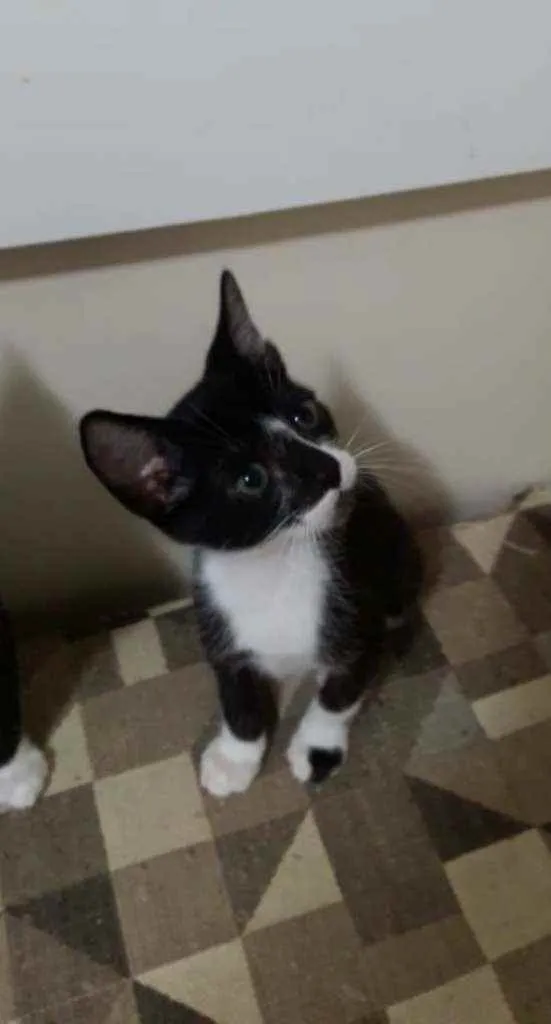 Gato ra a Srd idade 2 a 6 meses nome Kiko