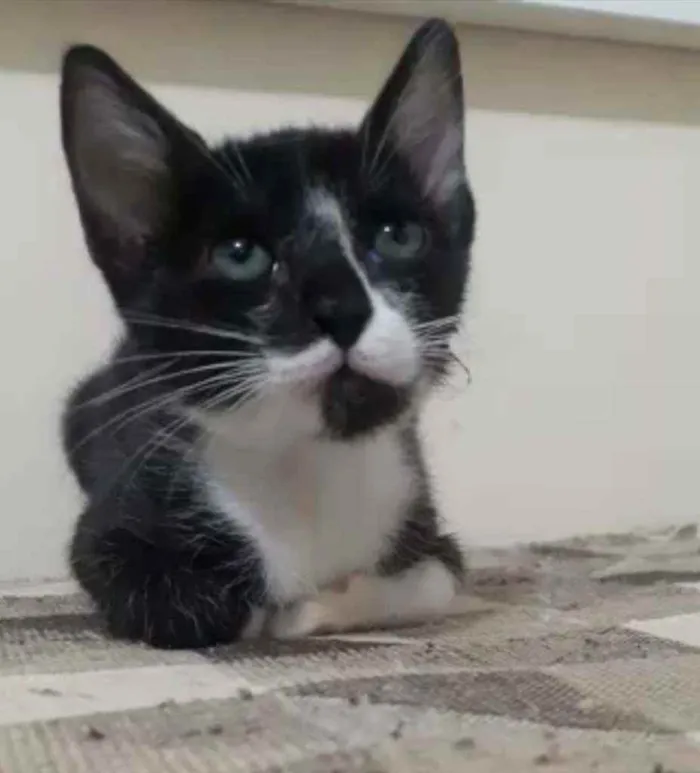 Gato ra a Srd idade 2 a 6 meses nome Kiko
