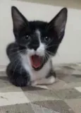 Kiko