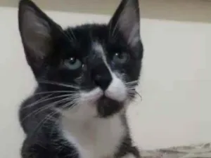 Gato raça Srd idade 2 a 6 meses nome Kiko