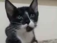 Kiko