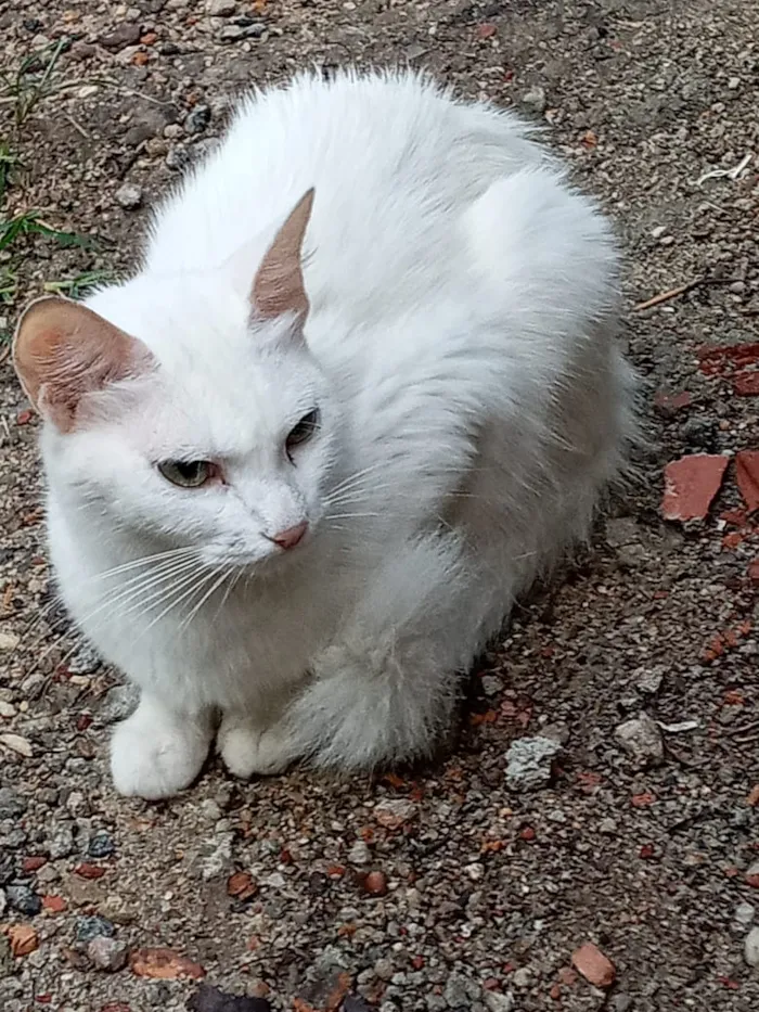 Gato ra a Srd idade 1 ano nome Ana