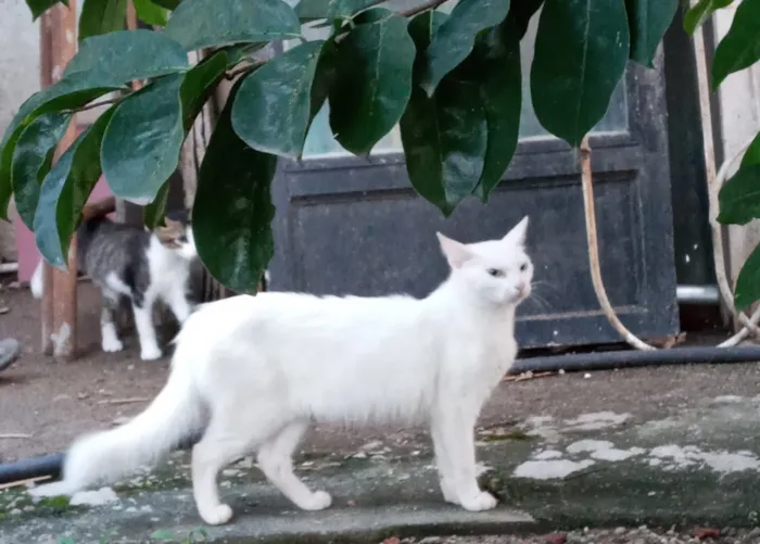 Gato ra a Srd idade 1 ano nome Ana