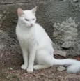 Ana