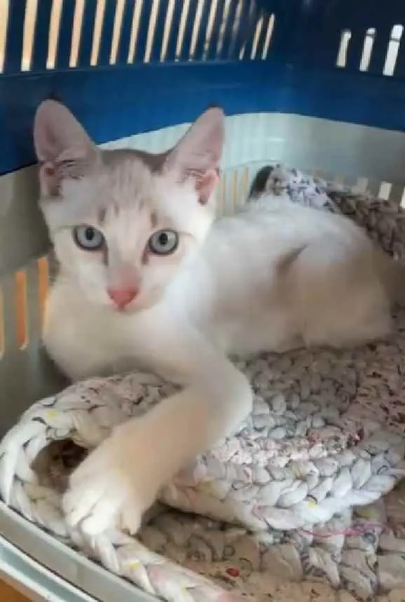 Gato raça Srd idade 2 a 6 meses nome Kira