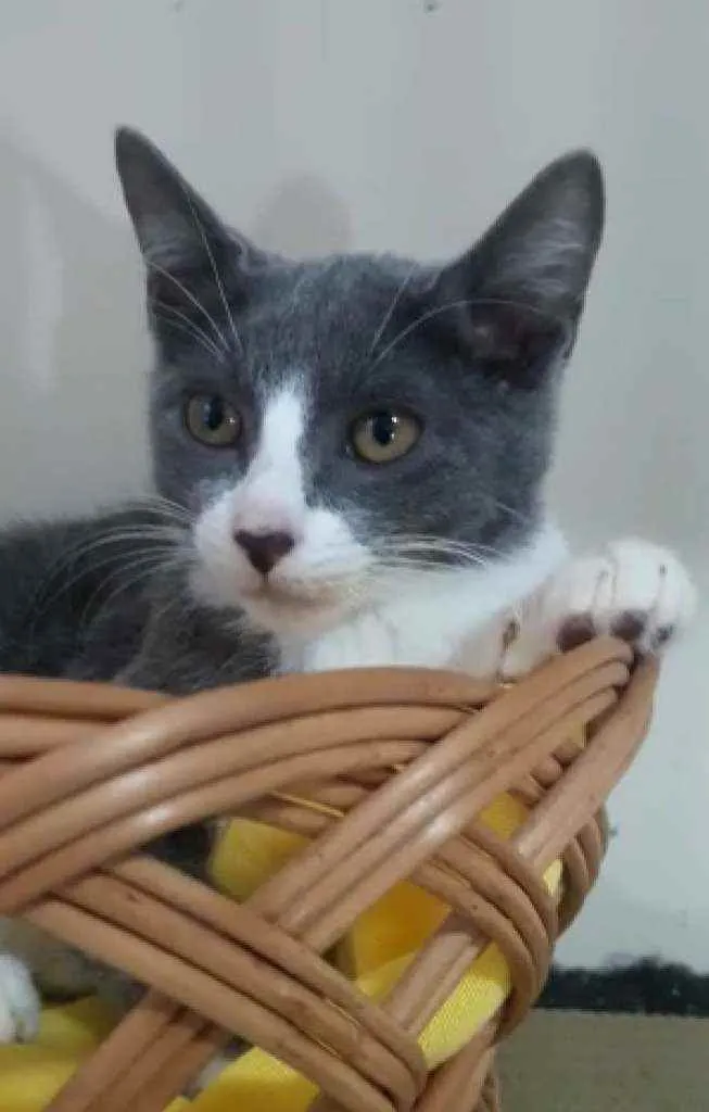 Gato ra a Srd idade 2 a 6 meses nome Isa