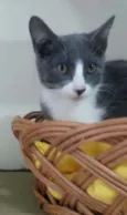 Isa
