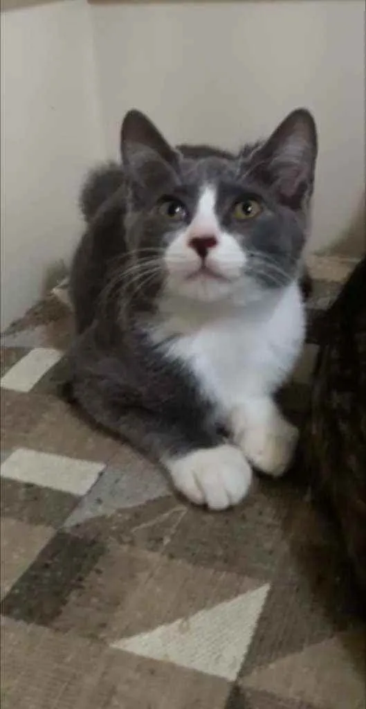 Gato ra a Srd idade 2 a 6 meses nome Isa