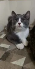 Isa