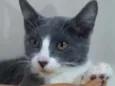 Isa