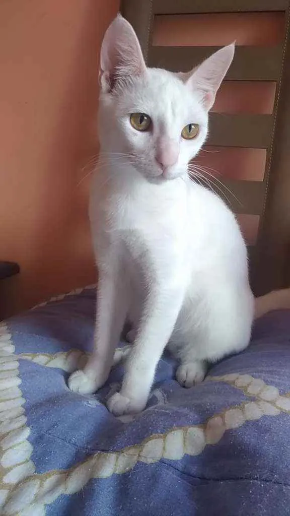 Gato ra a Srd idade 7 a 11 meses nome Davi