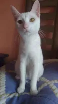 Davi