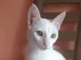 Davi