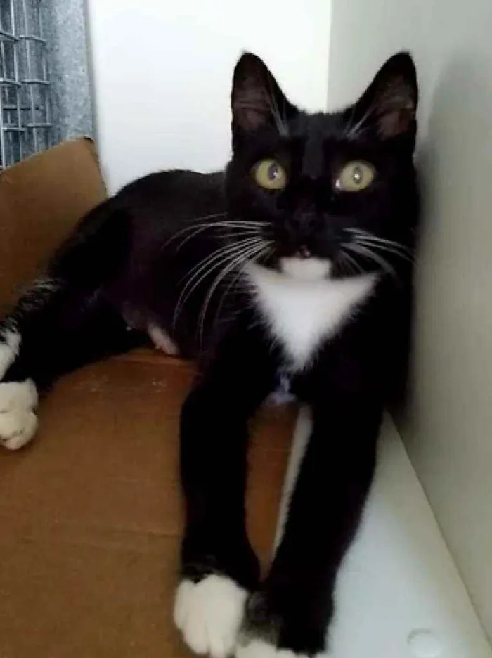 Gato raça Srd idade 1 ano nome Morgana