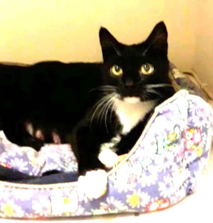 Gato raça Srd idade 1 ano nome Morgana