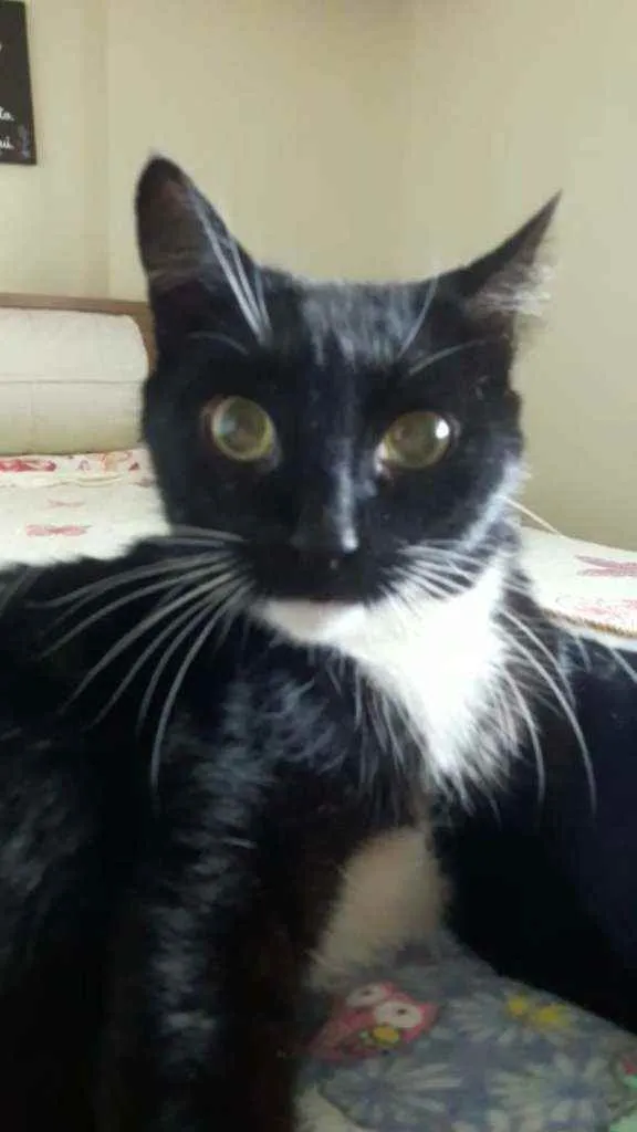 Gato raça Srd idade 1 ano nome Morgana