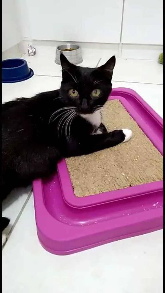 Gato raça Srd idade 1 ano nome Morgana