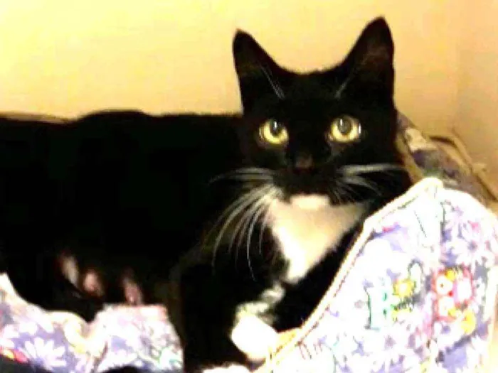 Gato raça Srd idade 1 ano nome Morgana