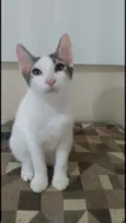 Kaia