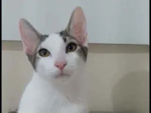 Gato raça Srd idade 2 a 6 meses nome Kaia