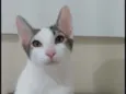 Kaia