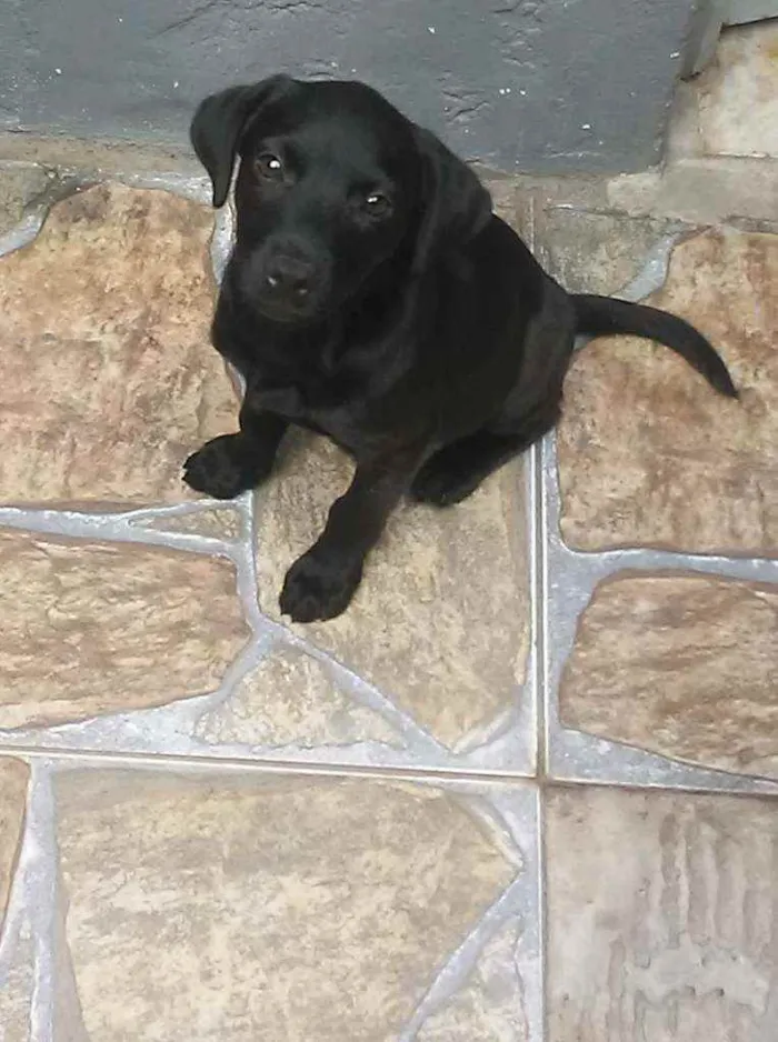 Cachorro ra a Nao sei a raça dele  idade 2 a 6 meses nome Simba