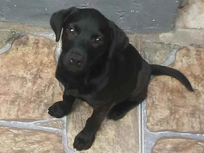 Cachorro ra a Nao sei a raça dele  idade 2 a 6 meses nome Simba