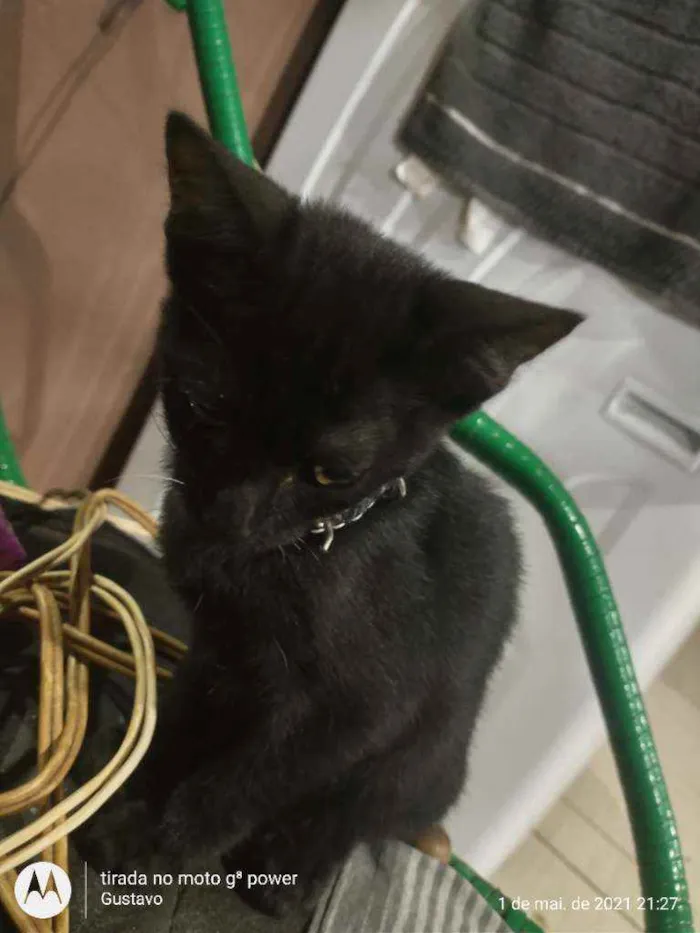 Gato raça  idade Abaixo de 2 meses nome Jessie