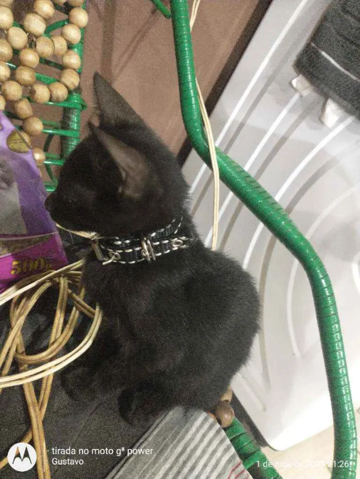 Gato raça  idade Abaixo de 2 meses nome Jessie