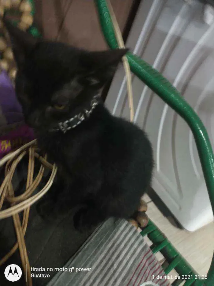Gato raça  idade Abaixo de 2 meses nome Jessie