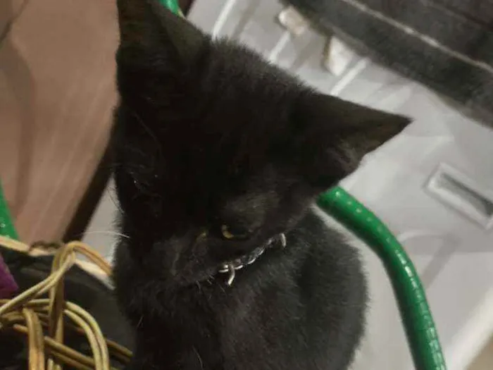Gato raça  idade Abaixo de 2 meses nome Jessie