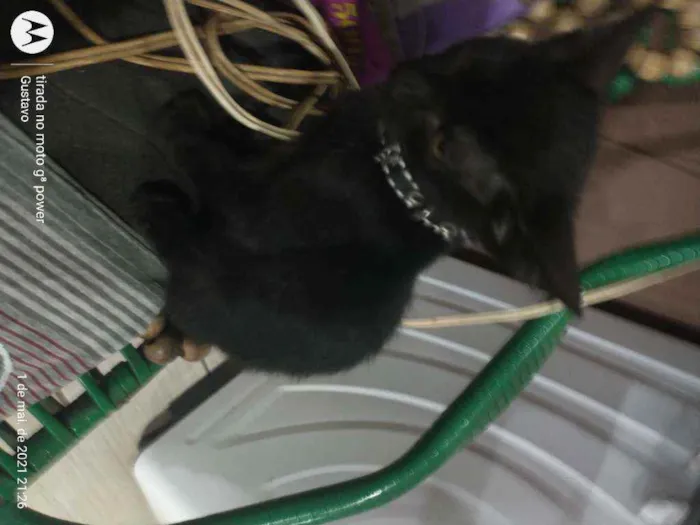 Gato raça  idade Abaixo de 2 meses nome Jessie