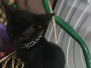 Gato raça  idade Abaixo de 2 meses nome Jessie