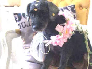 Cachorro raça Mix poodle idade 1 ano nome Valentina